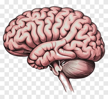 Illustration Of A Human Brain PNG