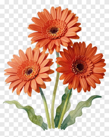 Orange Gerbera Flower Bouquet PNG