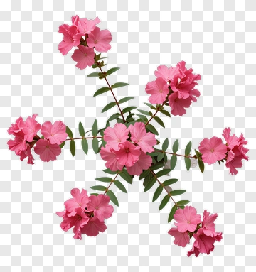 Pink Flower Branch PNG