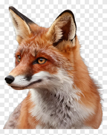 Realistic Fox Portrait PNG