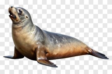 Sea Lion Resting On The Shore PNG