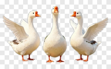 Three White Geese PNG