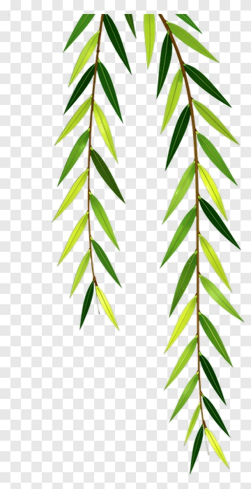 Green Leafy Branches PNG