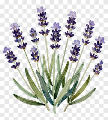 Watercolor Lavender Bouquet PNG