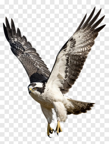 Hawk In Flight PNG
