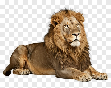 Lion Lying Down PNG