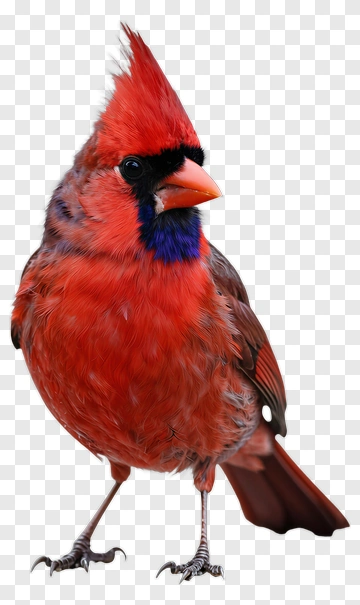 Red Cardinal Bird PNG
