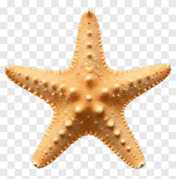 Starfish PNG