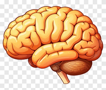 Cartoon Brain PNG