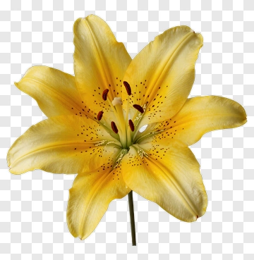 Yellow Lily Flower PNG