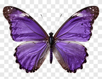 Purple Butterfly PNG