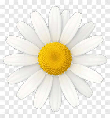 White Daisy Flower PNG