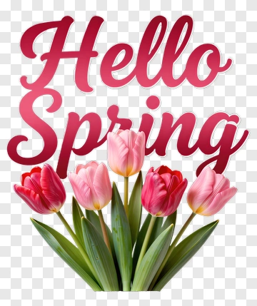 Hello Spring With Pink And Red Tulips PNG