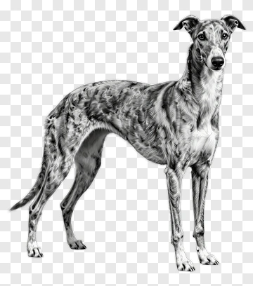 Gray Whippet Dog PNG