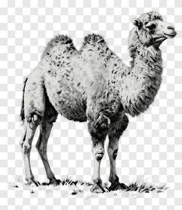 Realistic Camel Standing On Grass PNG