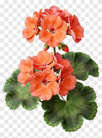 Geranium Flower With Green Leaves PNG