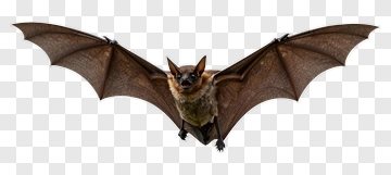 Bat In Flight PNG
