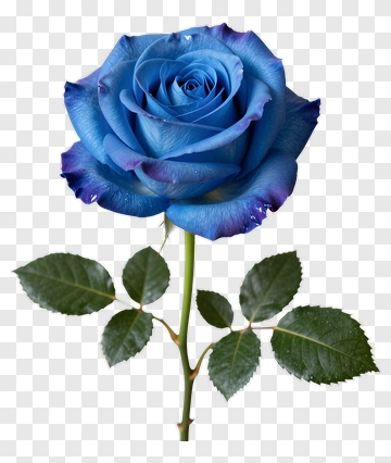 Blue Rose With Green Leaves PNG