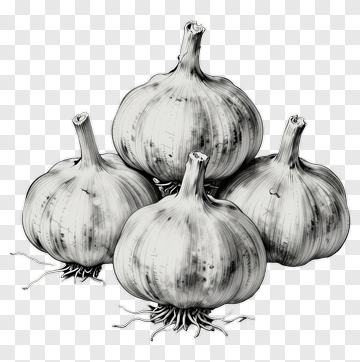 Sketch Of Four Garlic Bulbs PNG