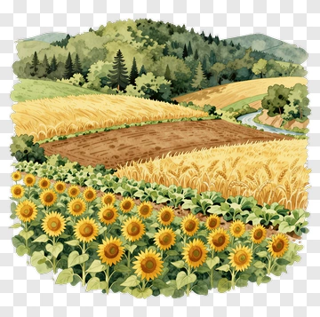Sunflower Field In A Rural Landscape PNG
