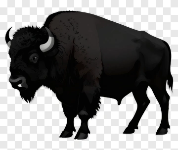 Black Bison Illustration PNG