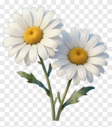 Daisy Flower Bouquet PNG