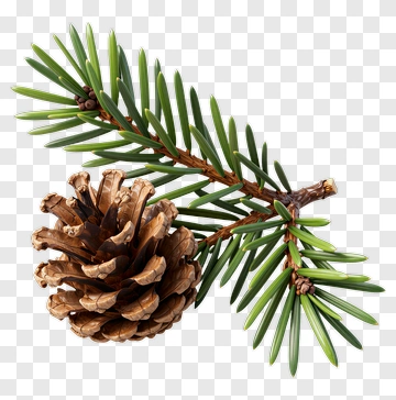 Pine Cone On A Pine Branch PNG