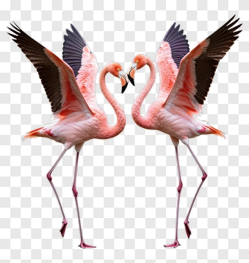 Pair Of Pink Flamingos Displaying Affection PNG