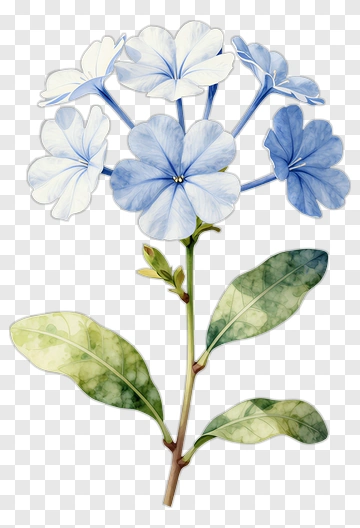 Blue Flower With Green Leaves PNG