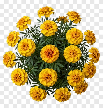 Yellow Marigold Flower Bouquet PNG