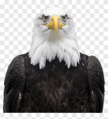 Bald Eagle Portrait PNG