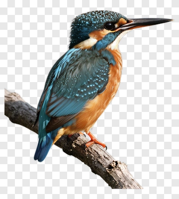 Kingfisher Bird Perched On A Branch PNG