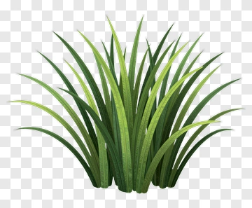 Green Grass PNG