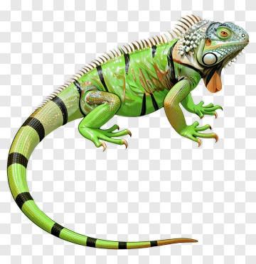 3D Green Iguana PNG