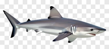 3D Shark PNG