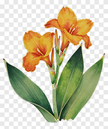 Orange Flower With Green Leaves PNG