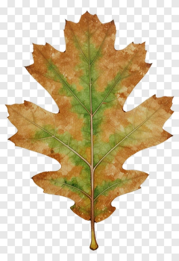 Watercolor Oak Leaf PNG