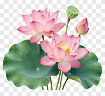Pink Lotus Flowers With Green Leaves PNG