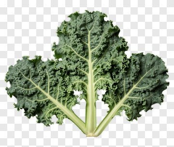 Fresh Kale Leaves PNG