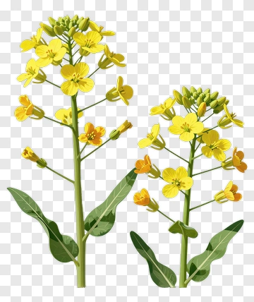 Yellow Flower Stem With Leaves PNG