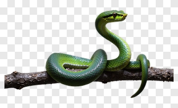 Green Snake On A Branch PNG
