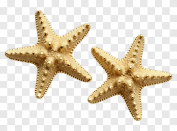 Golden Starfish PNG