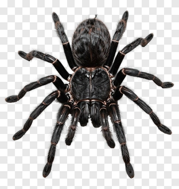 Realistic Tarantula Spider PNG