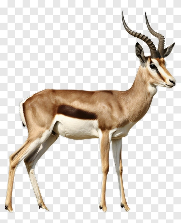 Antelope Standing In Profile PNG