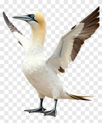 Cartoon Gannet With Outstretched Wings PNG