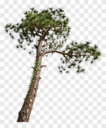 Pine Tree With Green Ivy PNG