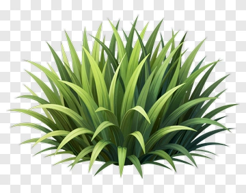 Realistic Green Grass PNG