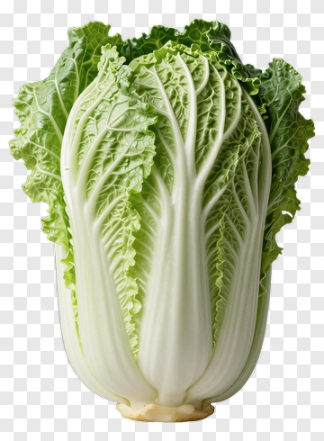 Napa Cabbage With Green Leaves PNG