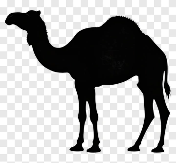 Silhouette Of A Camel PNG