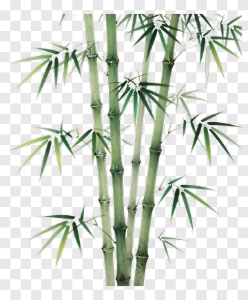 Bamboo Plant With Green Leaves PNG